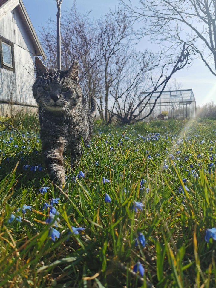 スウェーデンの島に暮らす
