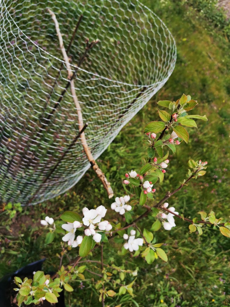 スウェーデンの島に暮らす