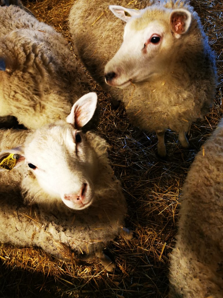 スウェーデンの島に暮らす