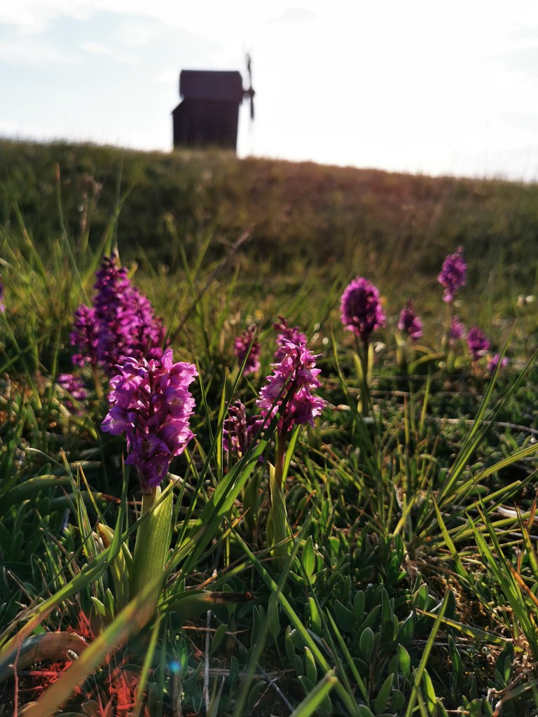 スウェーデンの島に暮らす