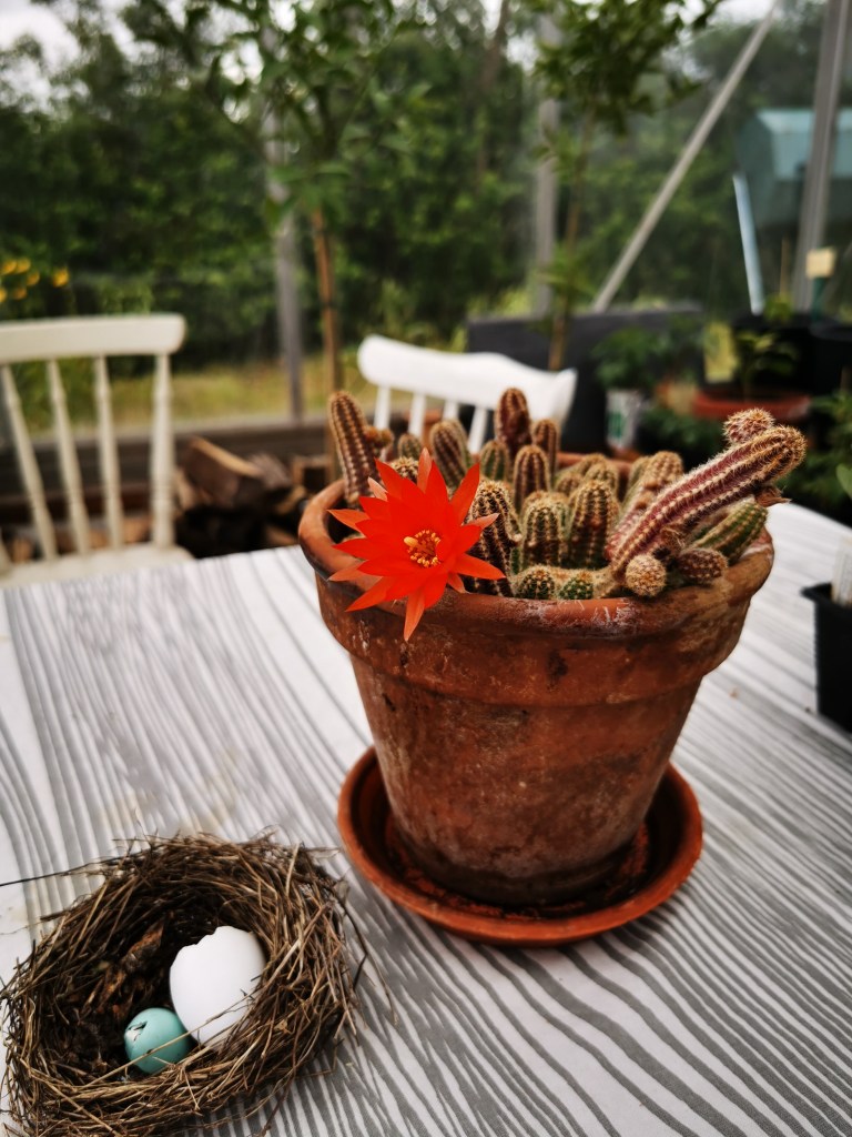 スウェーデンの島に暮らす