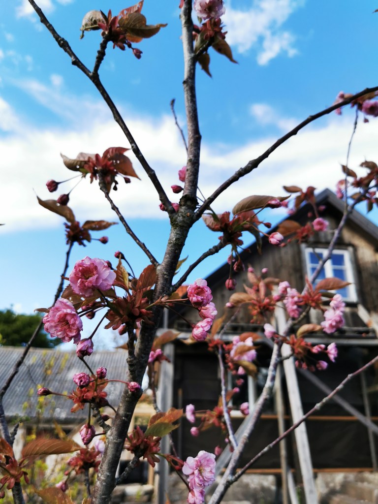 スウェーデンの島に暮らす