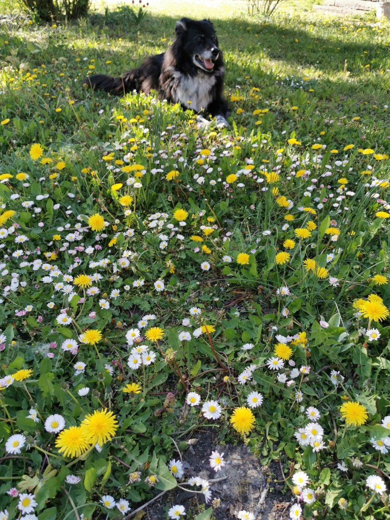 スウェーデンの島に暮らす
