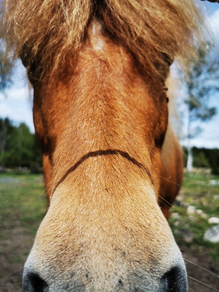 スウェーデンの島に暮らす