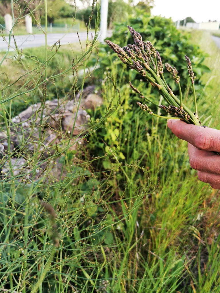 スウェーデンの島に暮らす