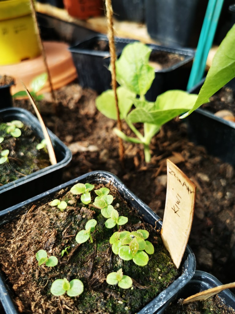 スウェーデンの島に暮らす