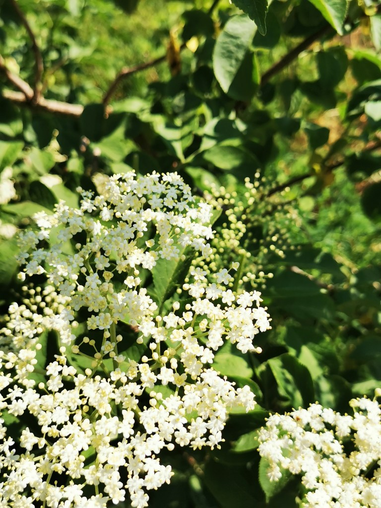 スウェーデンの島に暮らす
