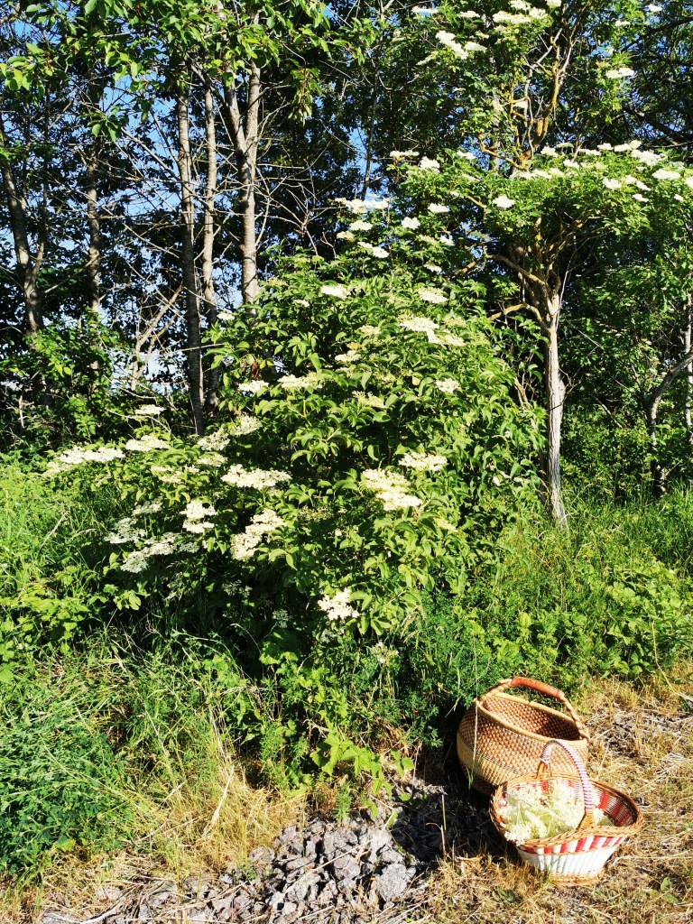 スウェーデンの島に暮らす