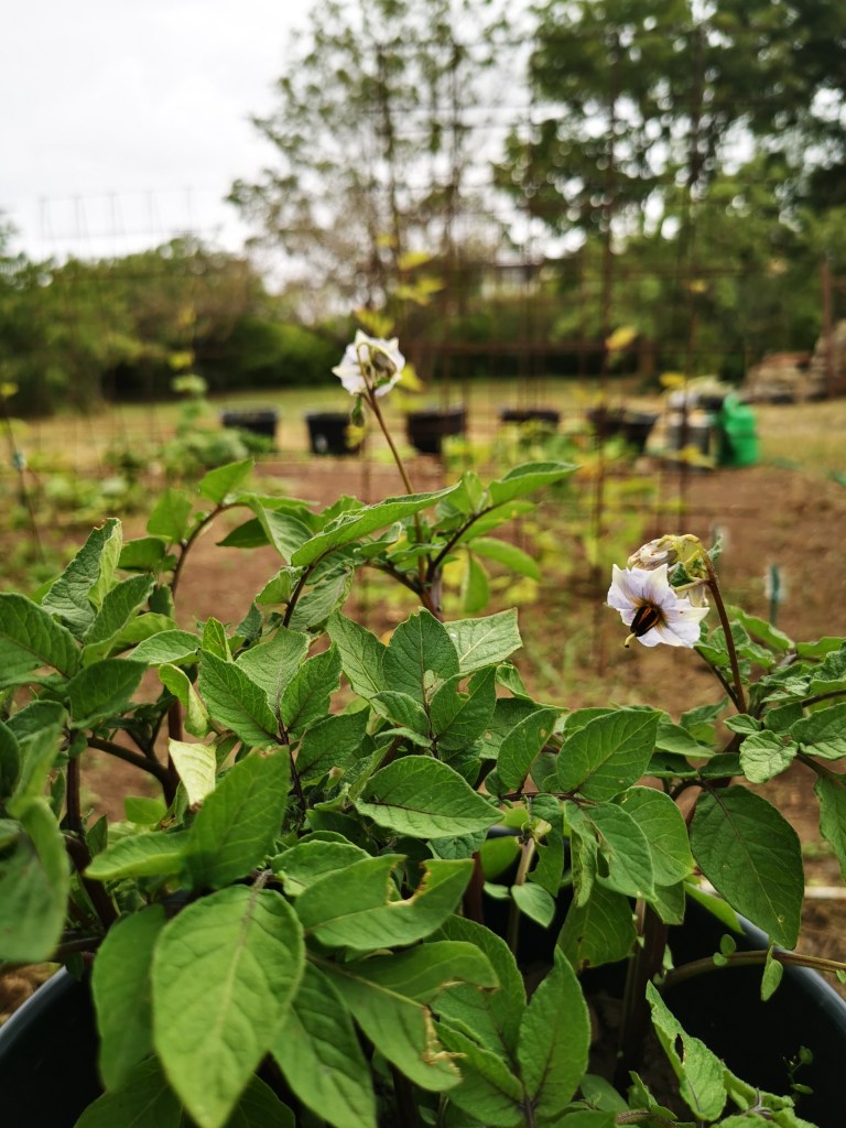 スウェーデンの島に暮らす