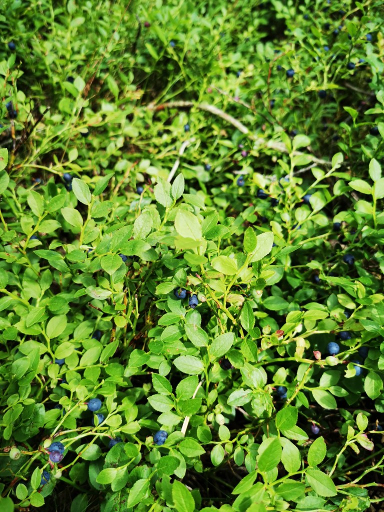 スウェーデンの島に暮らす
