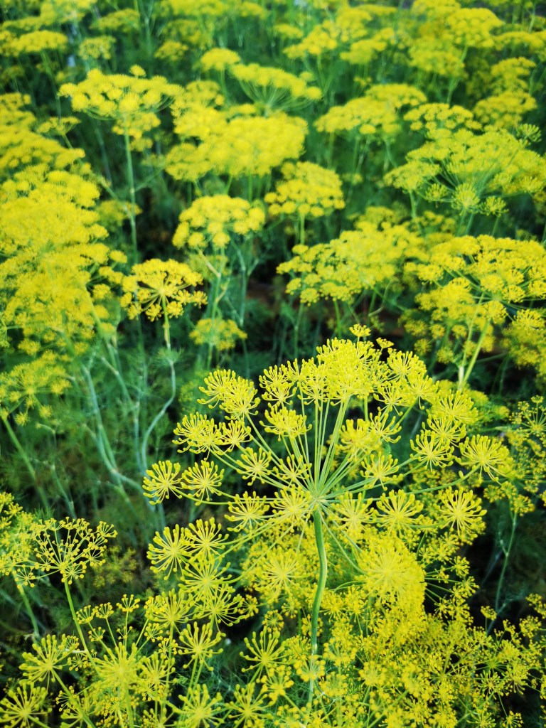 スウェーデンの島に暮らす