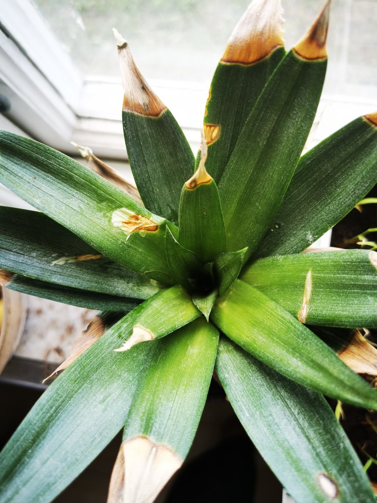 スウェーデンの島に暮らす