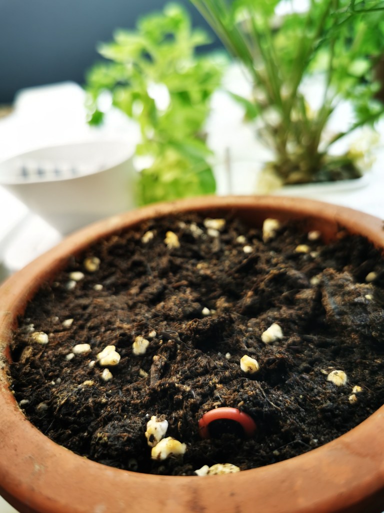 スウェーデンの島に暮らす