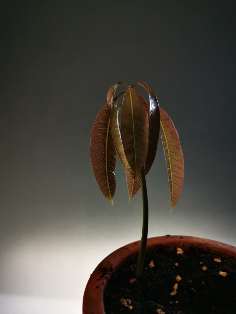 スウェーデンの島に暮らす