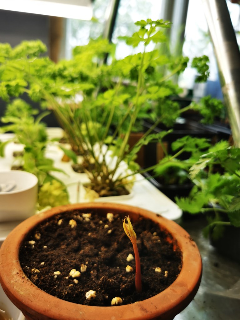 スウェーデンの島に暮らす