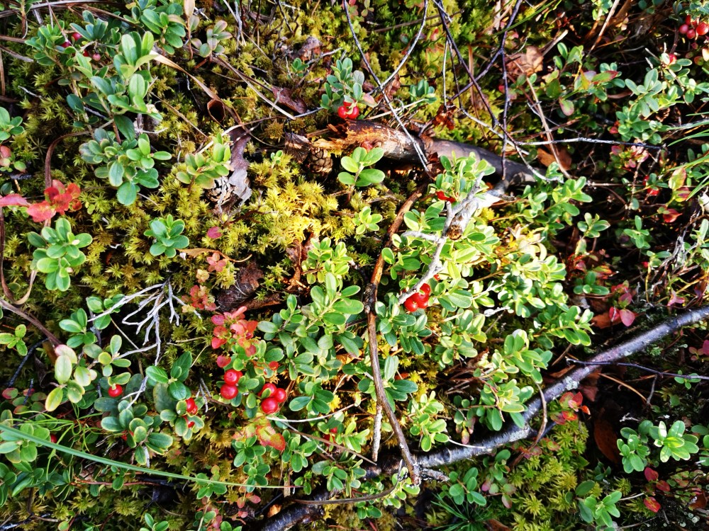 スウェーデンの島に暮らす