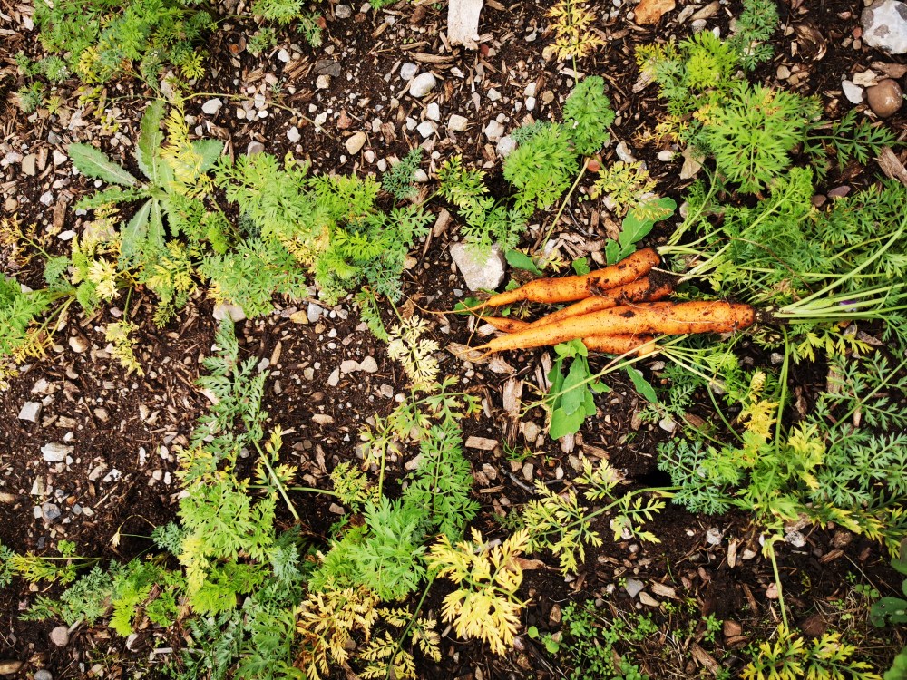 スウェーデンの島に暮らす