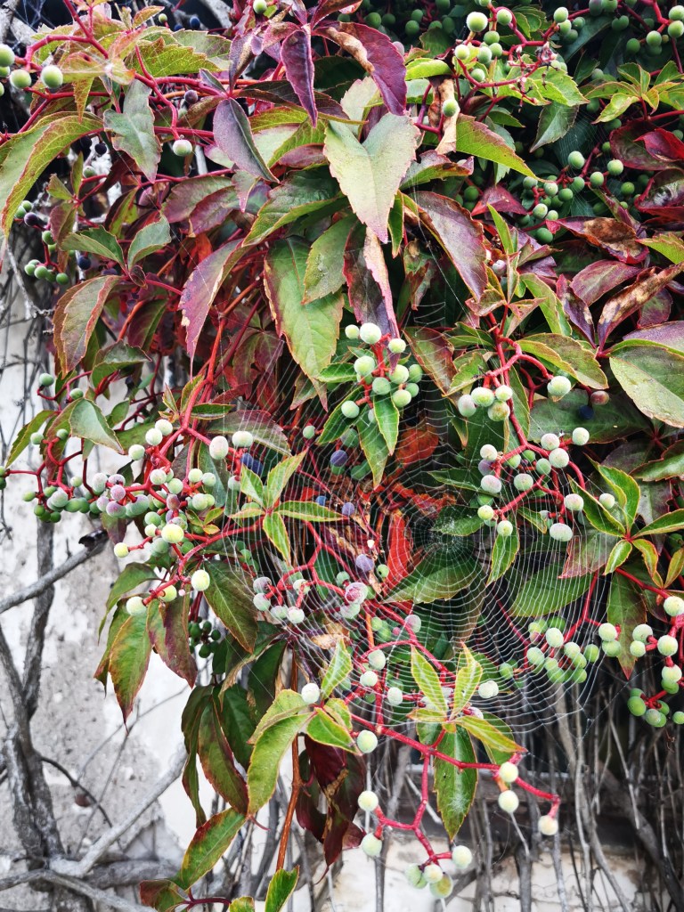 スウェーデンの島に暮らす