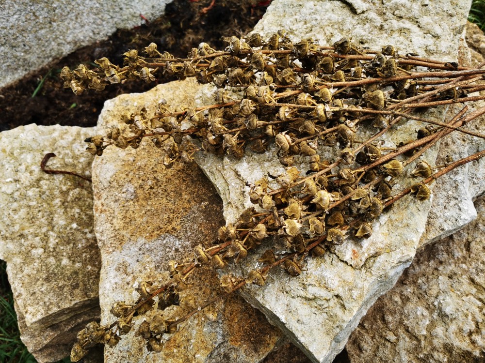 スウェーデンの島に暮らす