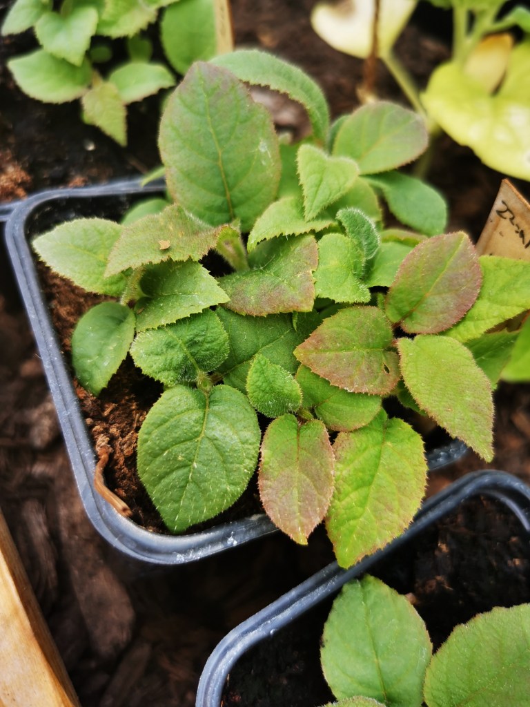 スウェーデンの島に暮らす