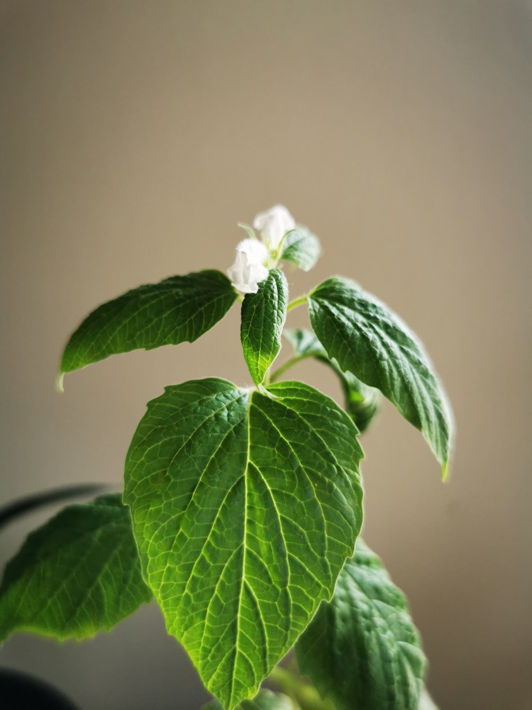 スウェーデンの島に暮らす