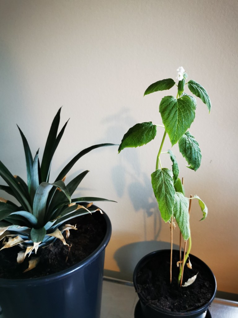 スウェーデンの島に暮らす