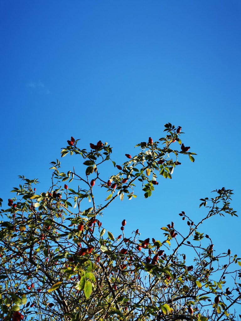 スウェーデンの島に暮らす