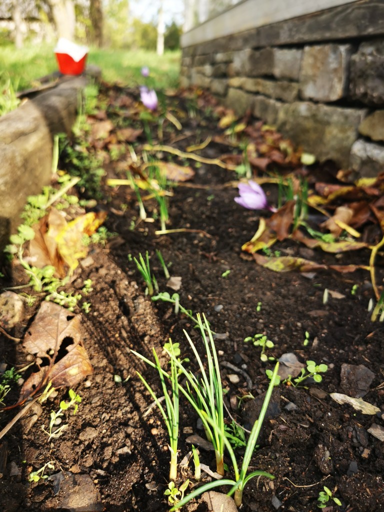 スウェーデンの島に暮らす