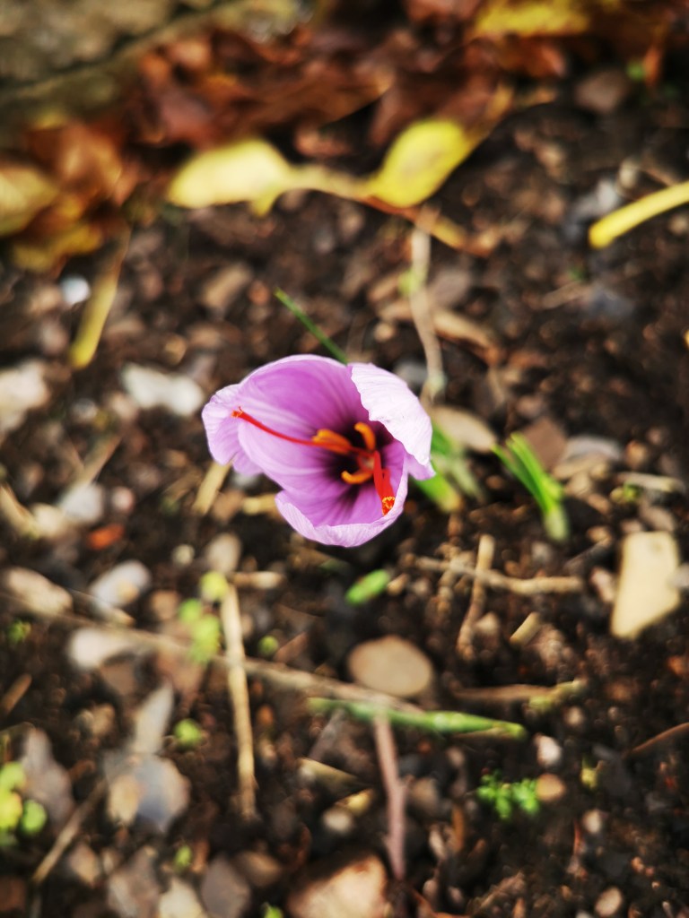 スウェーデンの島に暮らす
