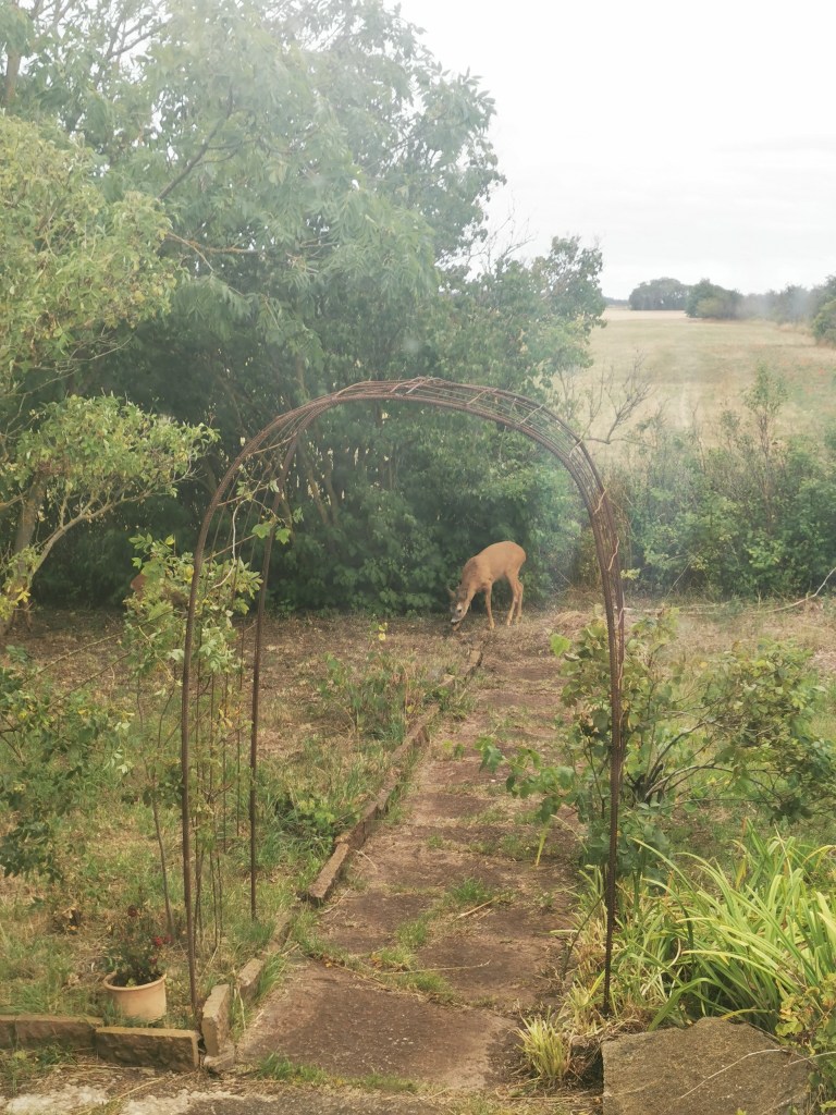スウェーデンの島に暮らす