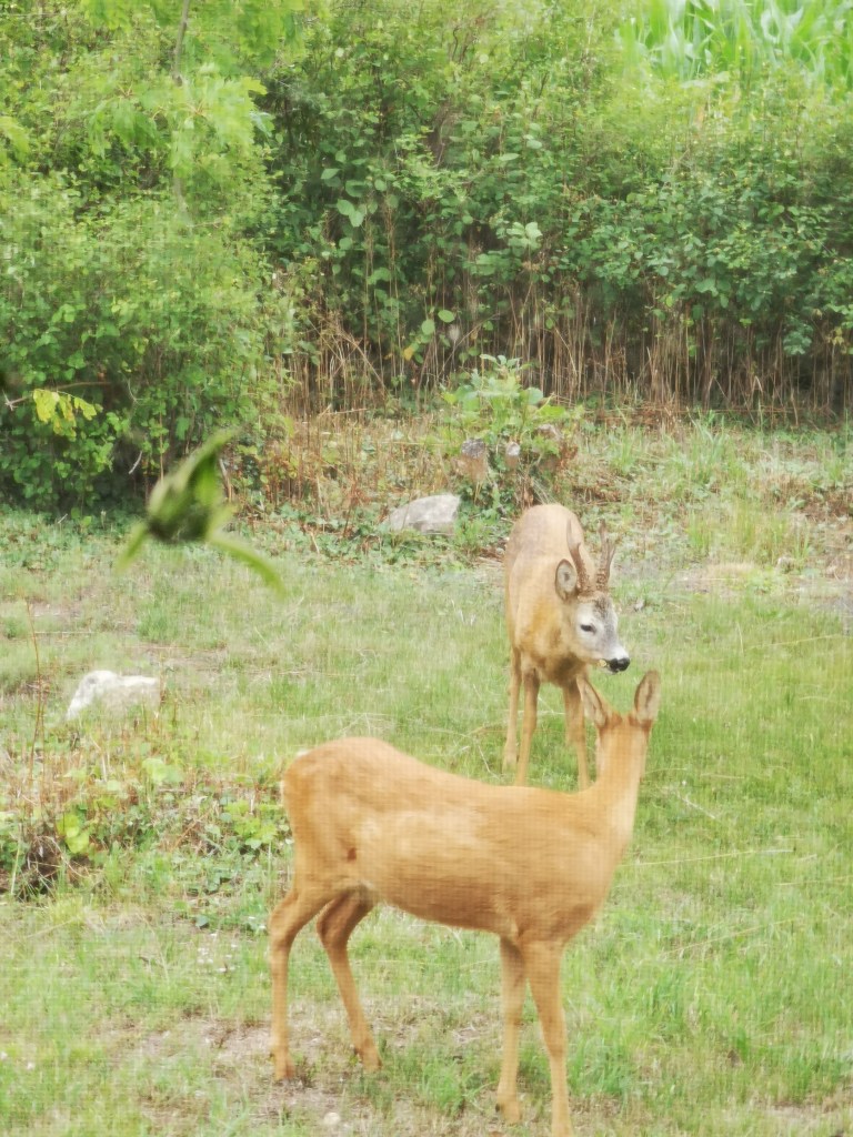 スウェーデンの島に暮らす