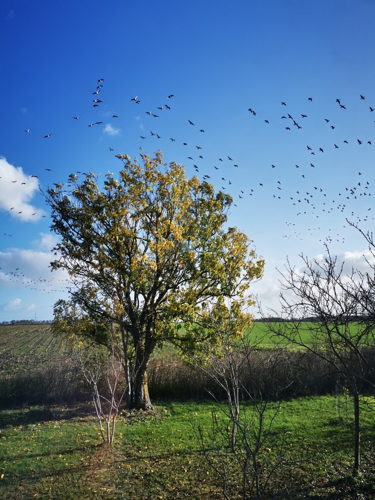 スウェーデンの島に暮らす