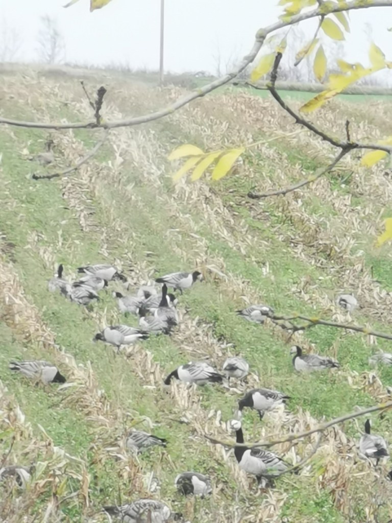 スウェーデンの島に暮らす
