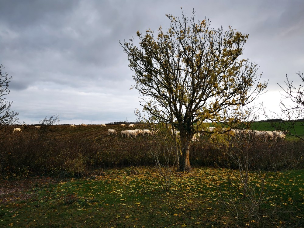 スウェーデンの島に暮らす