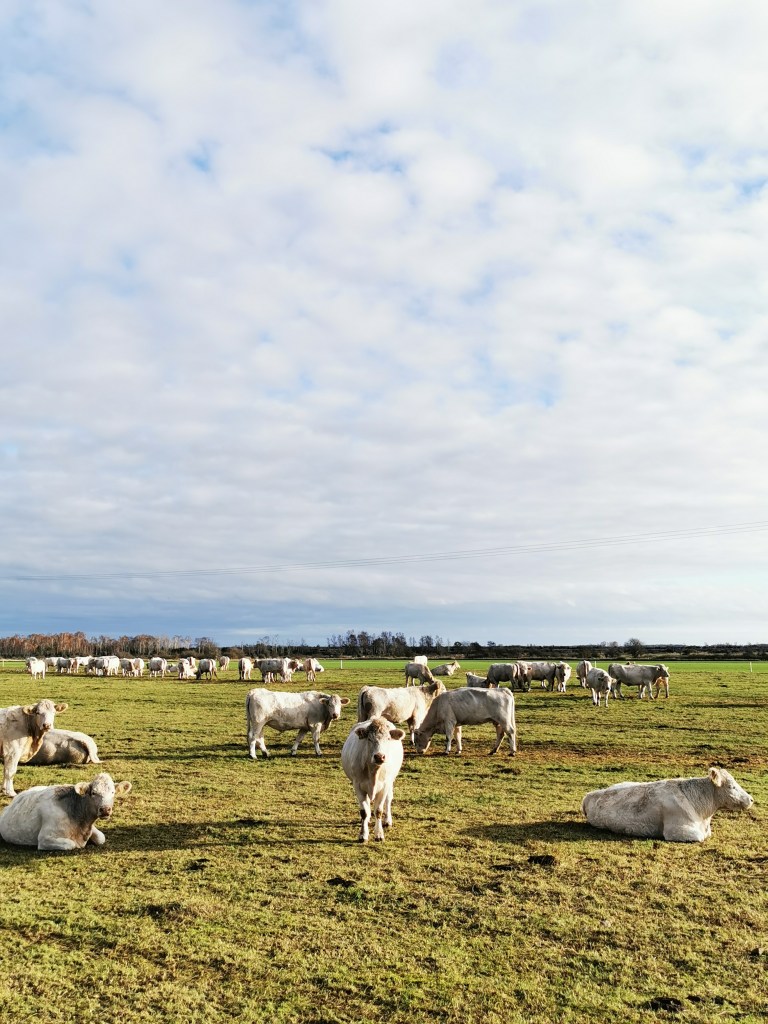 スウェーデンの島に暮らす
