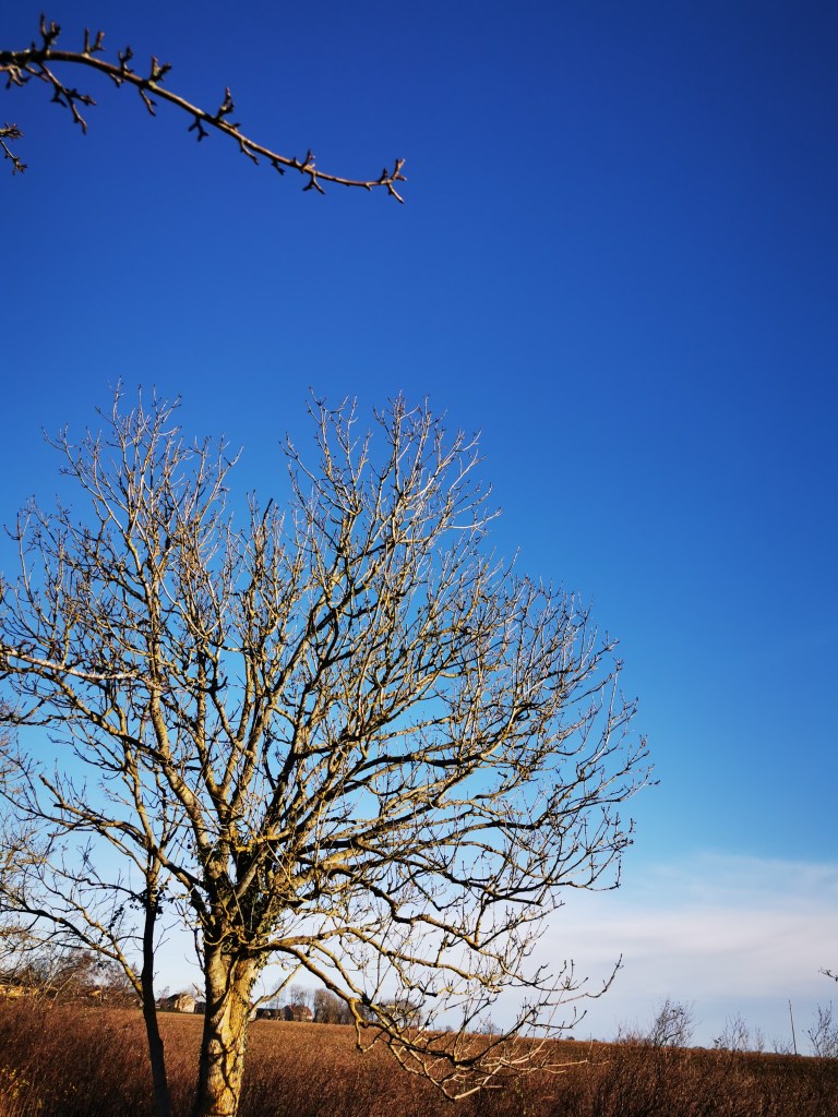 スウェーデンの島に暮らす