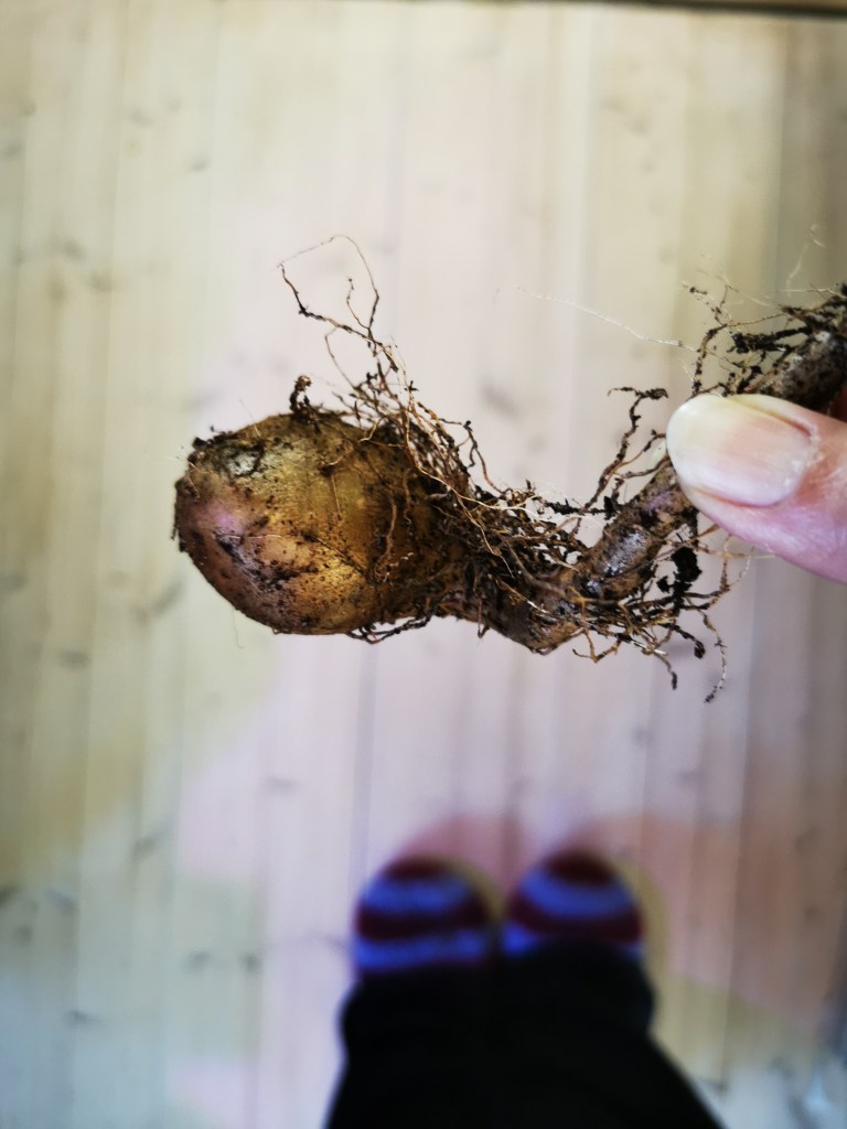 スウェーデンの島に暮らす