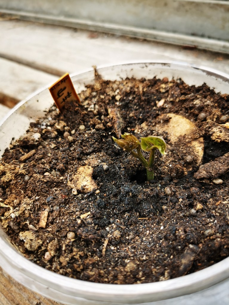 スウェーデンの島に暮らす