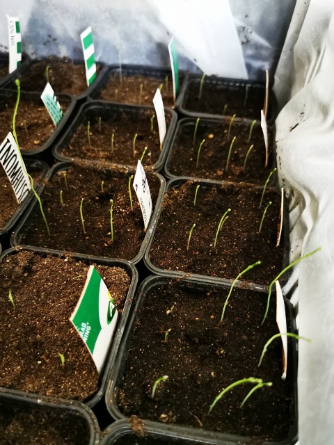 スウェーデンの島に暮らす