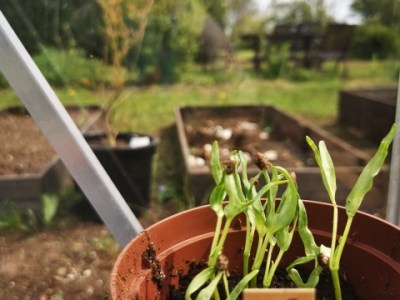 植える。空心菜編