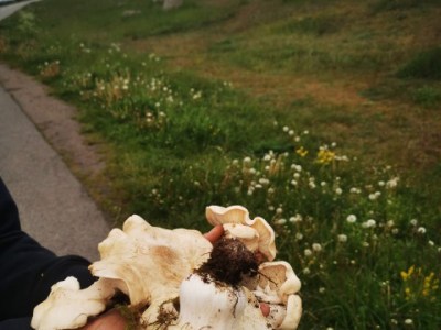 春のキノコ狩り