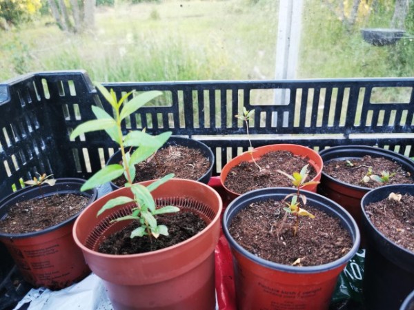 植える。ザクロ編