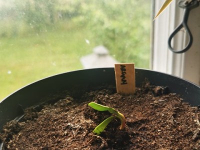 植える。アルガンツリー編