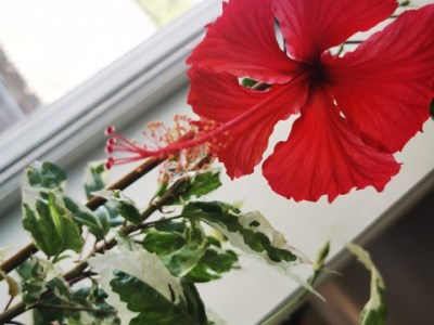 育てる。ハイビスカス編