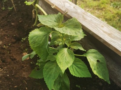植えて食べる。エゴマ編
